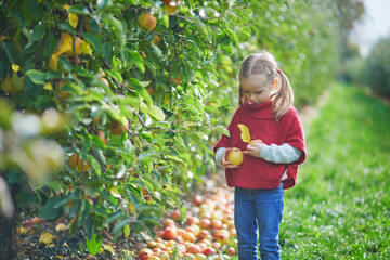 Wall Mural - Adorable preschooler girl picking yellow ripe organic apples