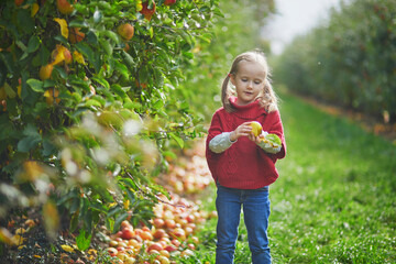 Wall Mural - Adorable preschooler girl picking yellow ripe organic apples