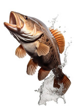 Fresh Grouper Fish Jumping Out Of The Water, White Background PNG