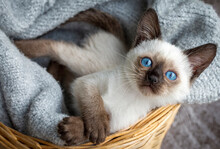Cute Siamese Cat, Pet Animal Kitten