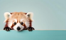 Creative Animal Concept. Red Panda Peeking Over Pastel Bright Background. Generative AI.
