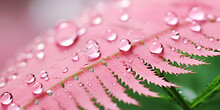 Water Droplets On A Pink Palm Leaves