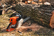 Chainsaw lies on sawdust near a tree. Firewood