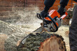 Woodcutter saws tree with chainsaw. Sawdust flies from chainsaw. Arborist saws a tree for firewood.
