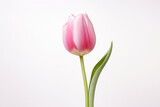 Fototapeta Tulipany - Pink Tulip On White Background. Generative AI