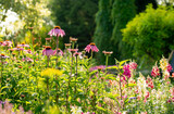 Fototapeta Lawenda - Kwiaty w ogrodzie