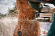 Woodcutter cuts with chainsaw a tree trunk. Sawdust flying out of a saw. Close up.