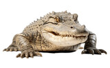 Fototapeta Zwierzęta - Crocodile on Transparent Background. Generative AI