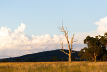Bare Dead Tree In Rural Farm Paddock In Australian Countryside