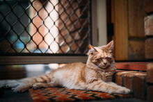 Ginger Cat Sleeping On A Door Mat