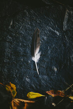 Black And White Feather With Textural Elements