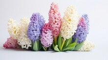 Pastel-colored Hyacinths Photo Realistic Illustration - Generative AI.
