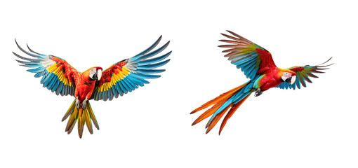 set of 2 flying macaws isolated on transparent background