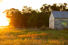 Sunset Glow On Fluffy Grass Seed Heads With Farm Shed And Trees In Background