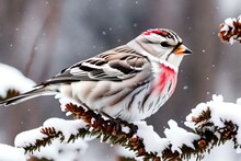 Bird In The Snow