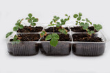 Fototapeta  - strawberry seedlings grown from grain