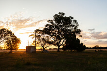 Farm Sunset Silhouettes Of Water Tank And Eucalyptus Gum Trees