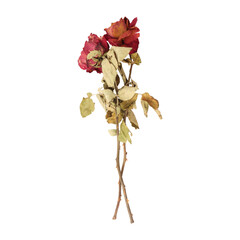 Wall Mural - Dry dead rose flower stems isolated on transparent background