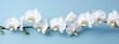 Orchids flowers background banner panorama - Beautiful blooming white orchid branch, (orchidaceae), isolated on blue table background, top view (Generative Ai)