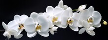 Orchids Flowers Background Banner Panorama - Beautiful Blooming White Orchid Branch, (orchidaceae), Isolated On Black Table Background, Top View (Generative Ai)