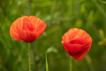 Beautiful Close-up Shot Of Two Backlit Red Poppy Flowers (Papaver Rhoeas) Against A Blurred Green Rapeseed Field Background