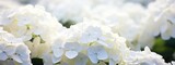 Flowers background banner texture - Closeup of white beautiful blooming hydrangea field (Generative Ai)