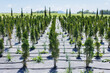 © Studio Peace - Young thuja occidentalis in garden center. Plant nursery