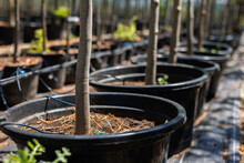 Close-up Of Tables Of Ornamental Trees In Plastic Buckets In The Nursery