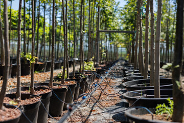 Nut trees in plastic pots on tree nursery