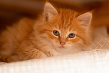 Wall Mural - small beautiful red kitten close-up