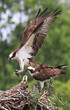 Osprey bringing fish back to nest, Ontario, Canada