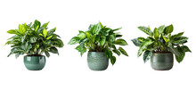 Various Of Beautiful Houseplant For Decor Home. Generative Ai 
