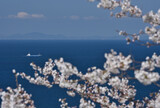 Fototapeta Boho - 島根半島の桜