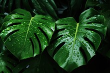 Tropical Wet Bright Green Leaves Background With Water Droplets, Fern, Palm And Monstera Deliciosa Leaf With Bright Toning, Floral Jungle Pattern Concept Background, Close Up