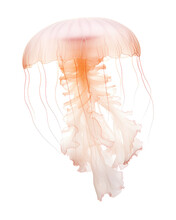 Jellyfish Png, Transparent Background, Isolated On White, Sea Animals