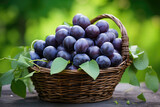 Fototapeta Kuchnia - Wicker basket full of plums on green leaves background