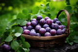 Fototapeta Kuchnia - Wicker basket full of plums on green leaves background
