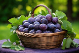 Fototapeta Kuchnia - Wicker basket full of plums on green leaves background