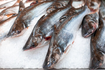 Fresh raw fish on ice in a shopping tray on the counter. Catching and selling fish