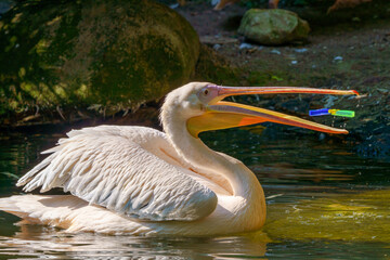 A plastic bottle in the mouth of a pelican bird (the problem of plastic water pollution). Unhappy bird can swallow debris and die.