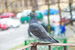 Gray pigeon standing on balcony. Rock dove on old metal handrail. Columba livia domestica bird, side view