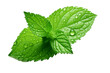 Mint Leaf with Waterdrops Isolated on Transparent Background. AI