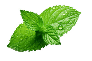 Wall Mural - Mint Leaf with Waterdrops Isolated on Transparent Background. AI