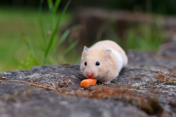 Wall Mural - Fluffy hamster found a carrot on a rock