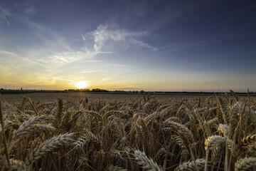 Wall Mural - An agricultural field of wheat, ready to be harvested by the farmer during a sunset on a warm summer evening with partial clouds creating an awesome evening in the outskirts of Maastricht