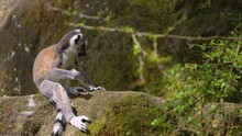 Close Up Of A Ring-tailed Baby Lemur Jumping Around Rocks
