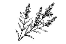 Floral Botanical Lavender Flower Hand Drawn Ink Sketch.  Vector Engraving Illustration.