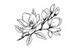 Hand drawn magnolia flower ink sketch. Engraving style vector illustration.