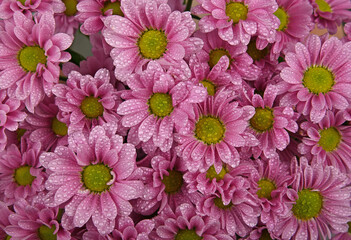 Wall Mural - Close up background of pink chrysanthemum flowers