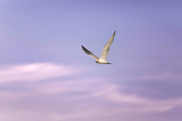 Wall Mural - Flying gull. Purple sky background.